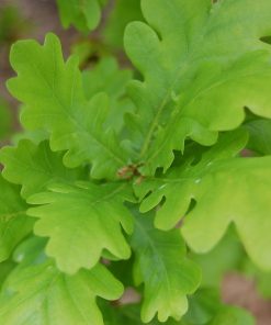 QUERCUS ROBUR FASTIGIATA