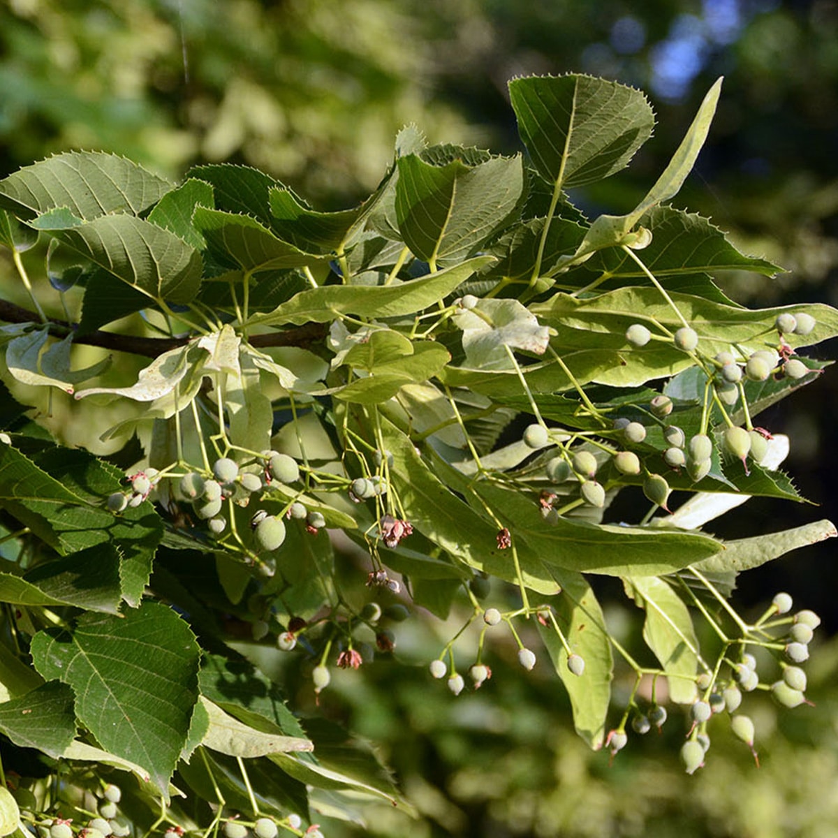 TILIA CORDATA ‘GREENSPIRE’ – Image 2