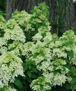 HYDRANGEA PANICULATA ‘FIRE AND ICE’ (SUR TIGE)