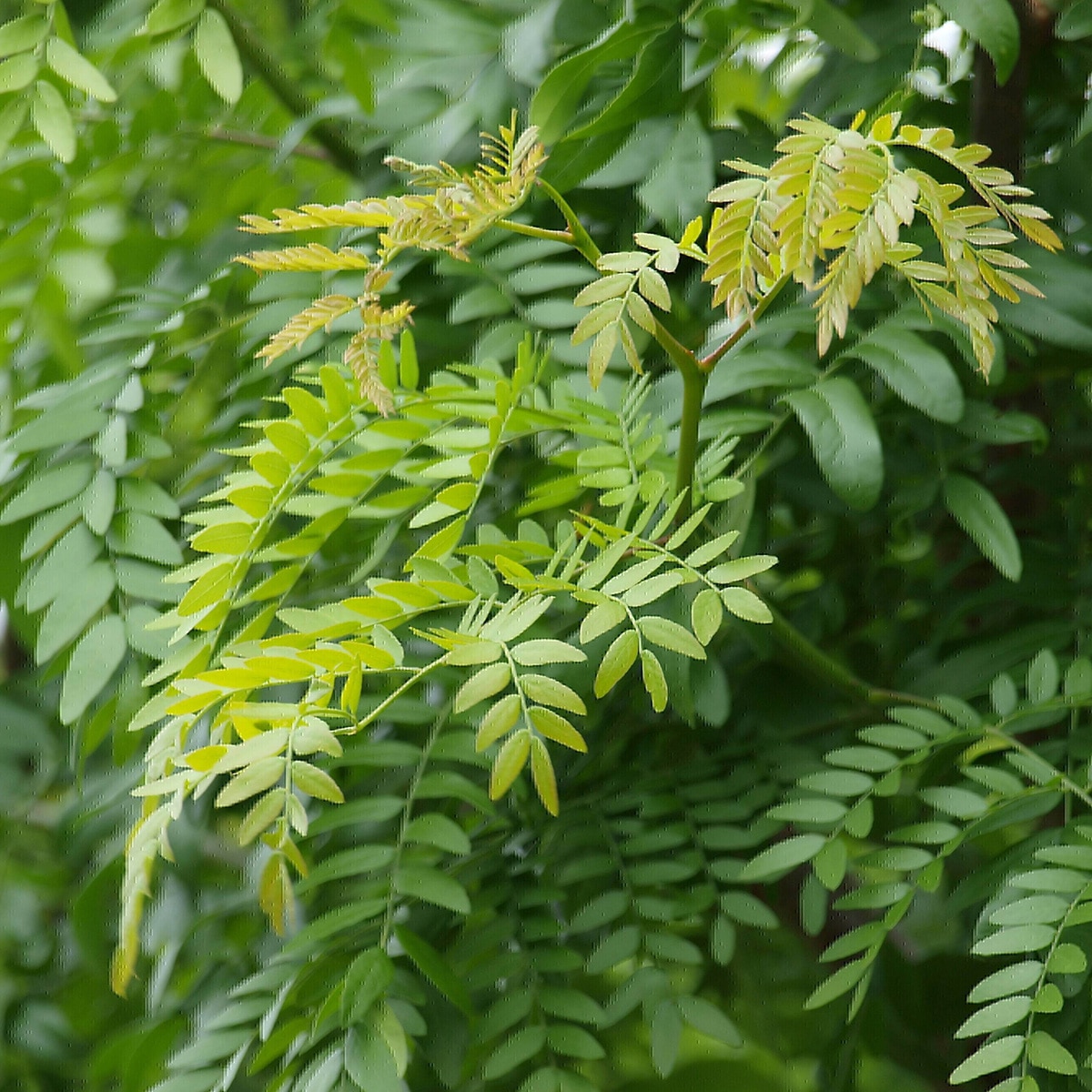GLEDITSIA TRI. IN. ‘SKYLINE’ – Image 2