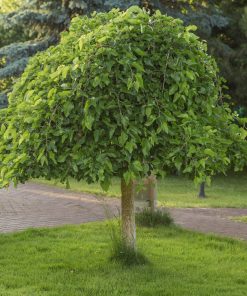 MORUS ALBA PENDULA ‘CHAPARRAL’