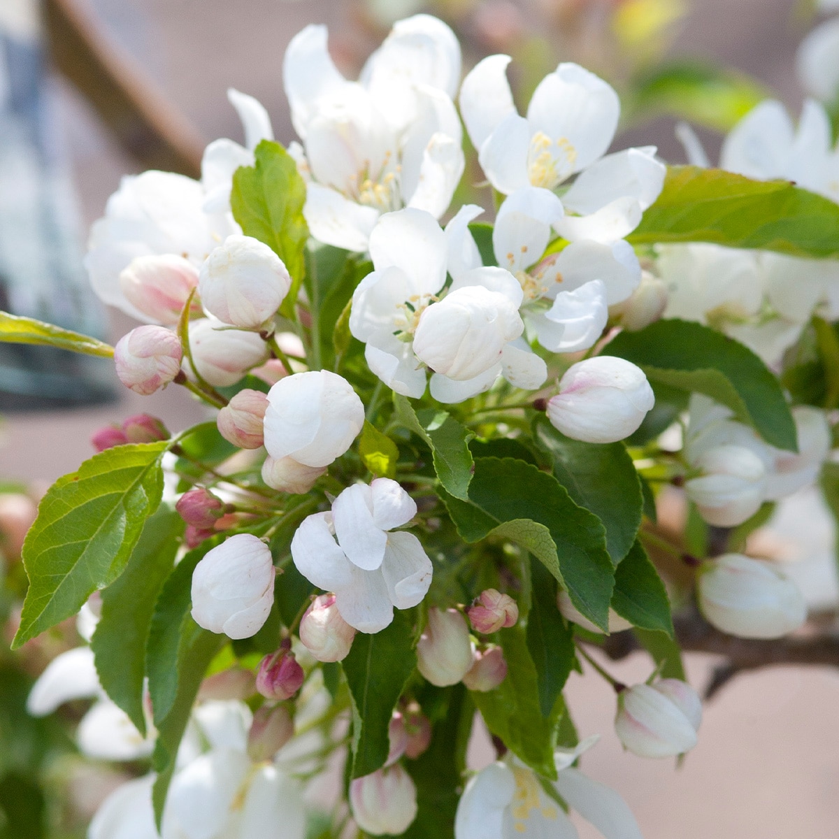 MALUS ‘SPRING SNOW’ – Image 3