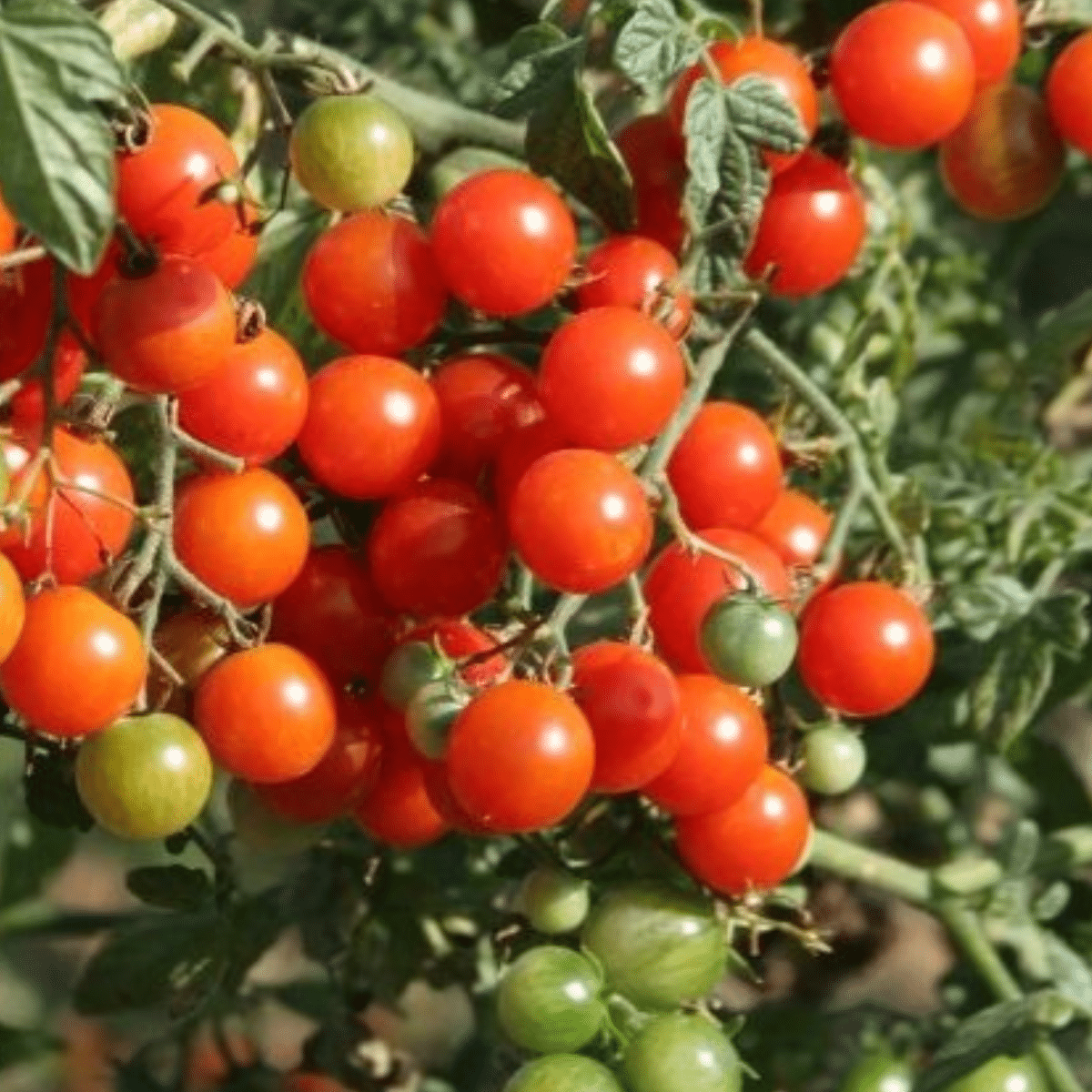 TOMATE CERISE ‘BONBON’ – Image 2