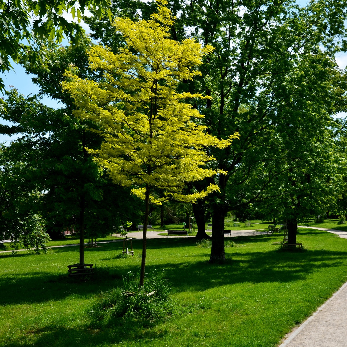 GLEDITSIA TRI. IN. ‘SUNBURST’ – Image 2