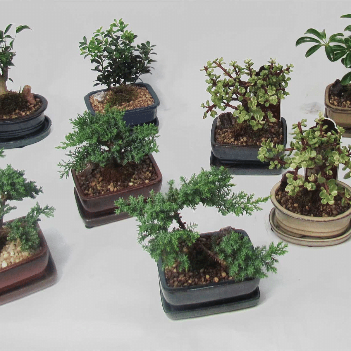 BONSAI – Image 2