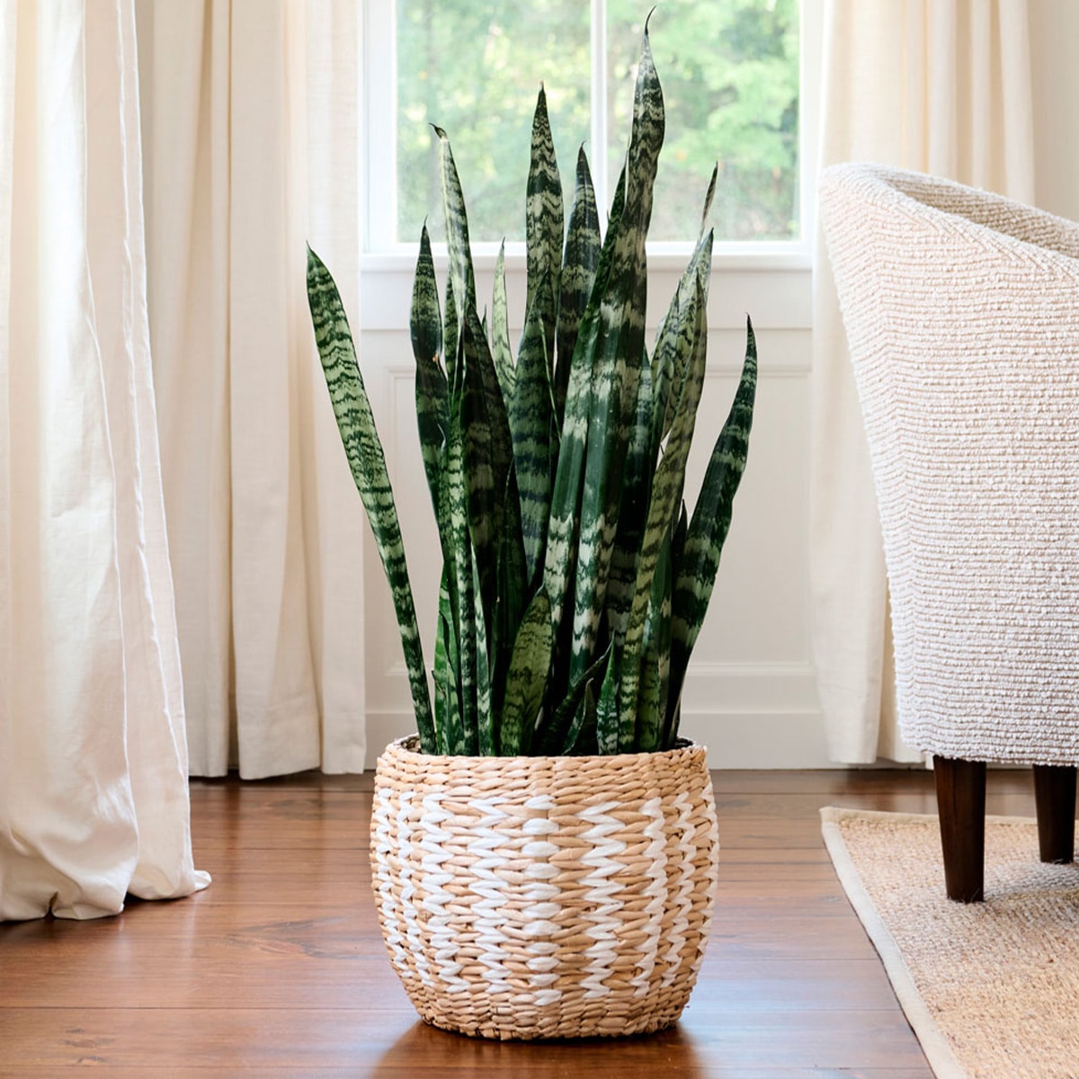 SANSEVIERIA – Image 4