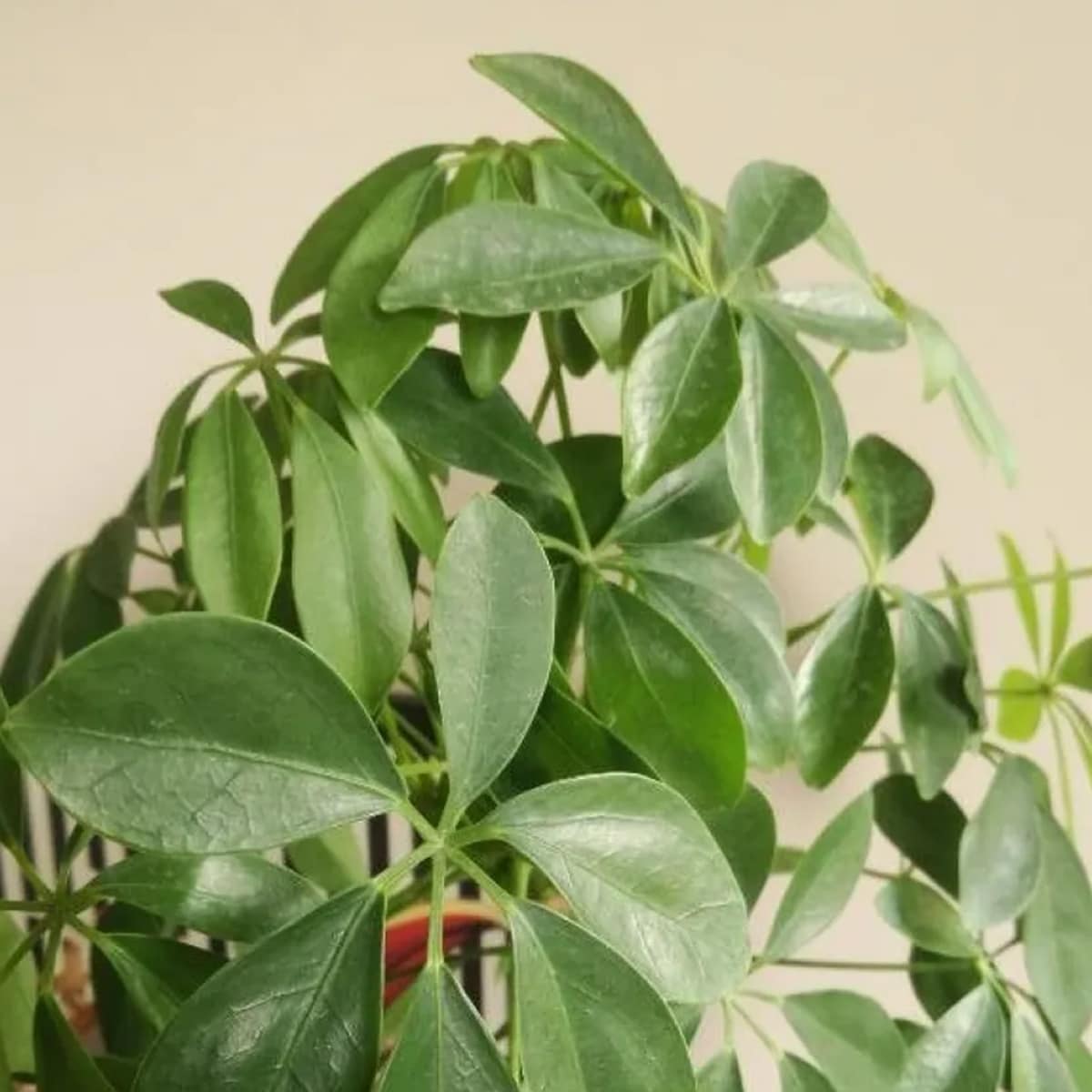 HEPTAPLEURUM – Image 6