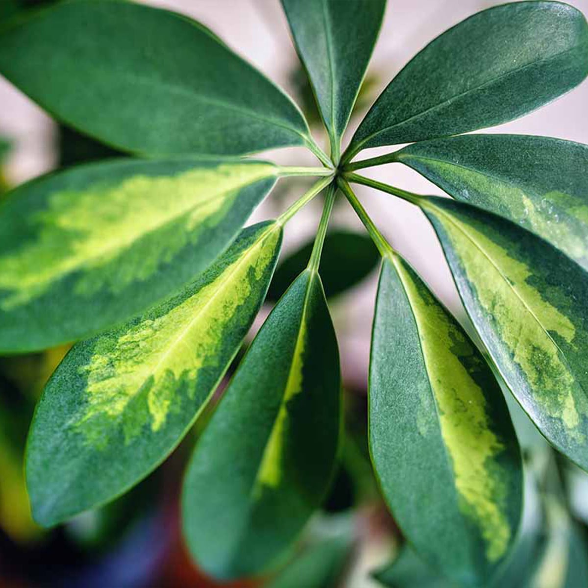 HEPTAPLEURUM – Image 5