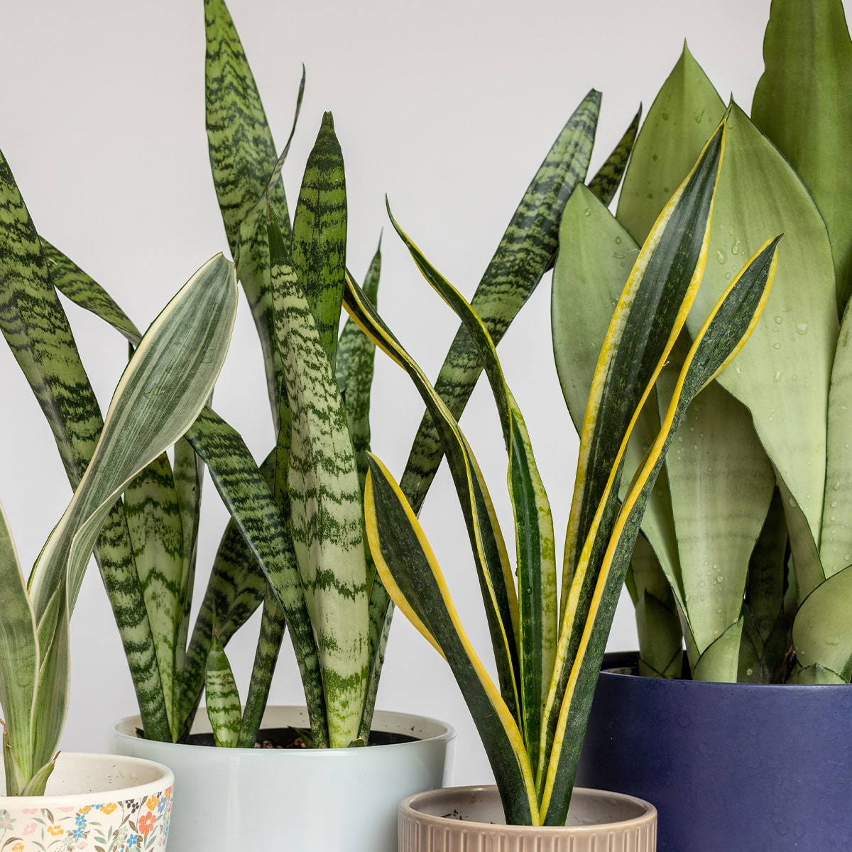 SANSEVIERIA – Image 8