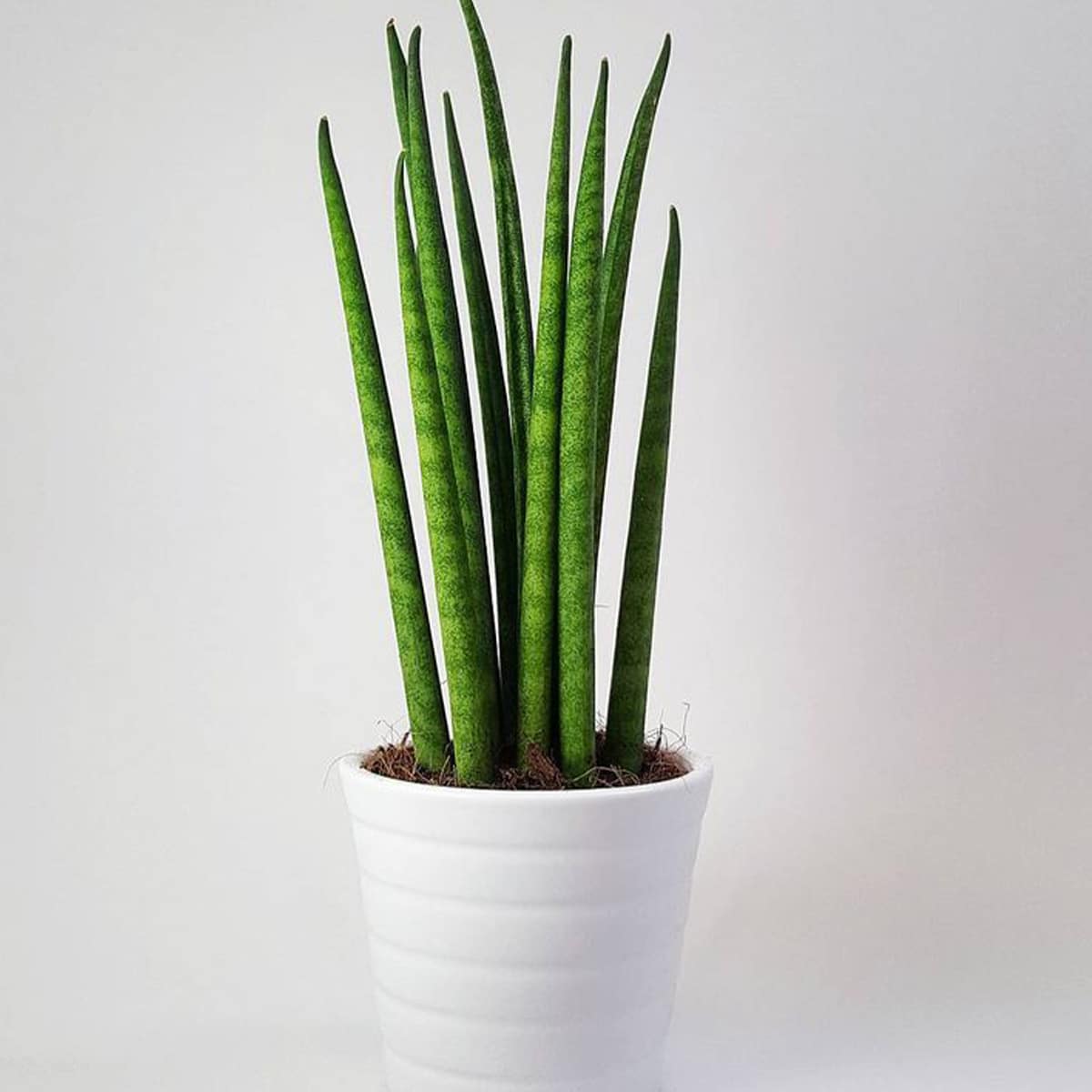 SANSEVIERIA – Image 9