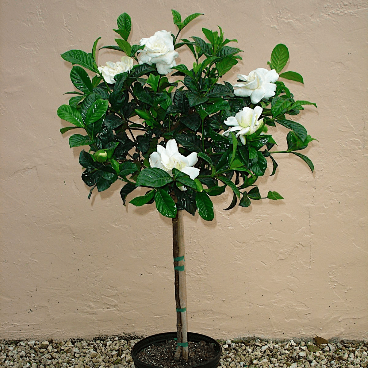 GARDENIA – Image 2