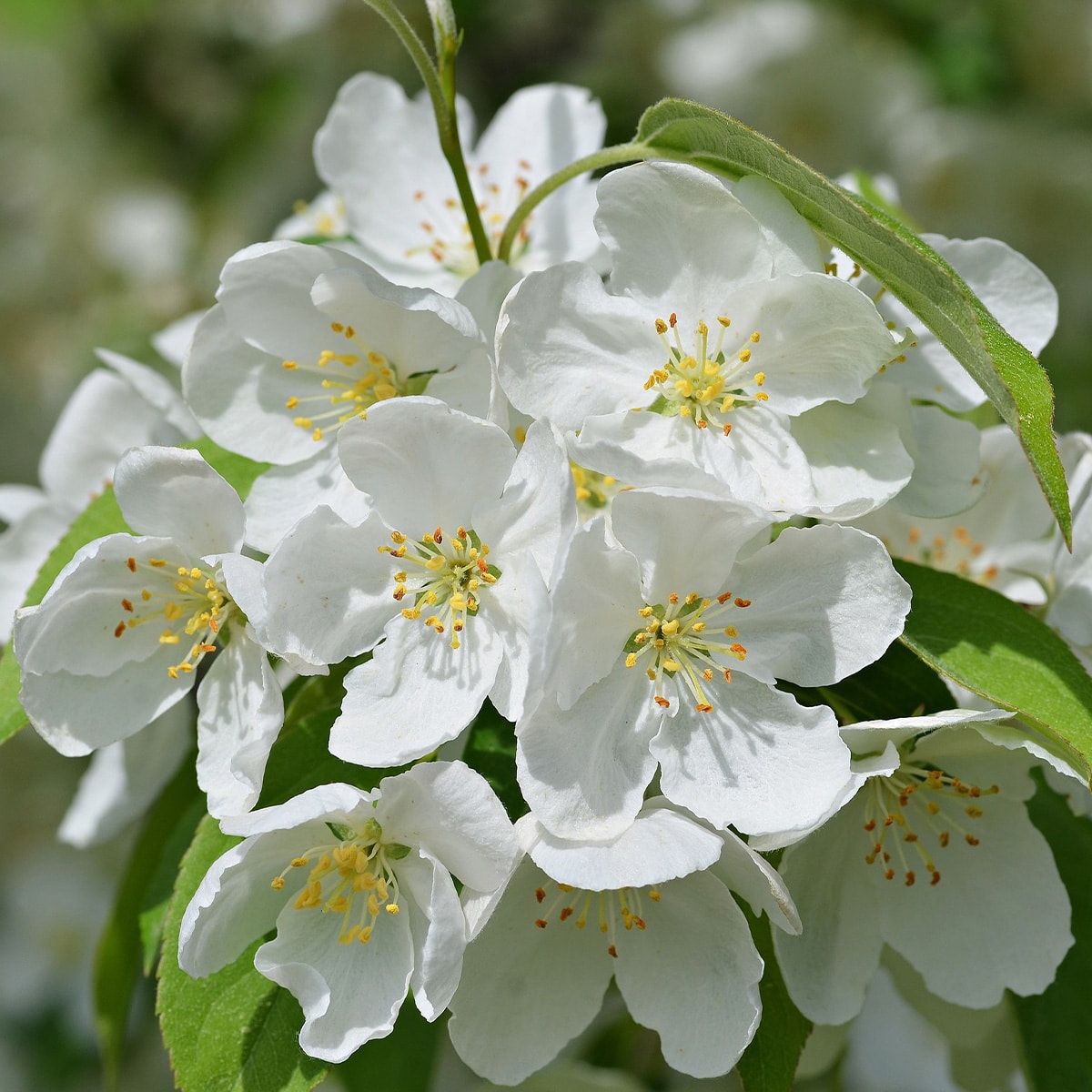 MALUS ‘SNOWDRIFT’ – Image 2