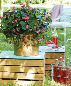 FRAISIER SUMMER BREEZE ROSE 1G