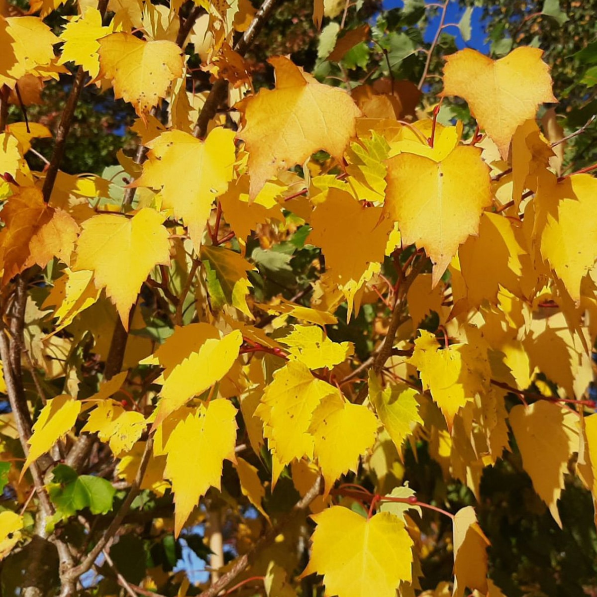 TILIA MONGOLICA ‘HARVEST GOLD’ – Image 2