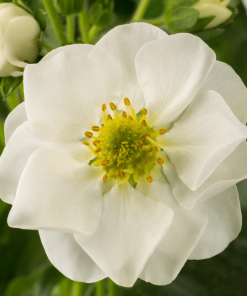 FRAISIER SUMMER BREEZE SNOW 1G