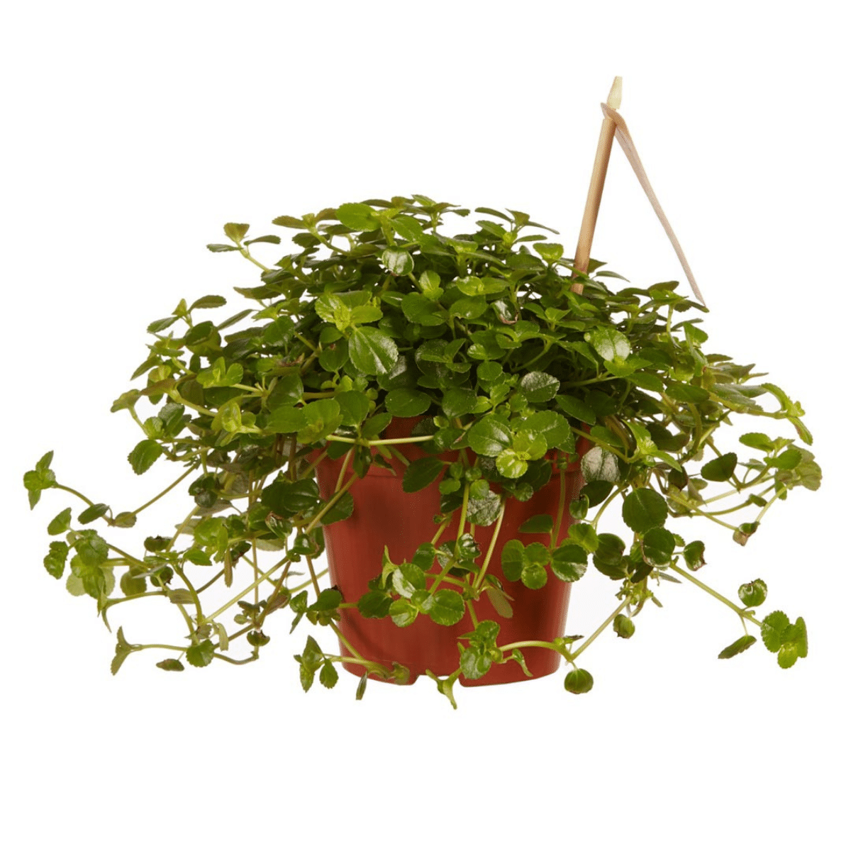 PILEA – Image 5