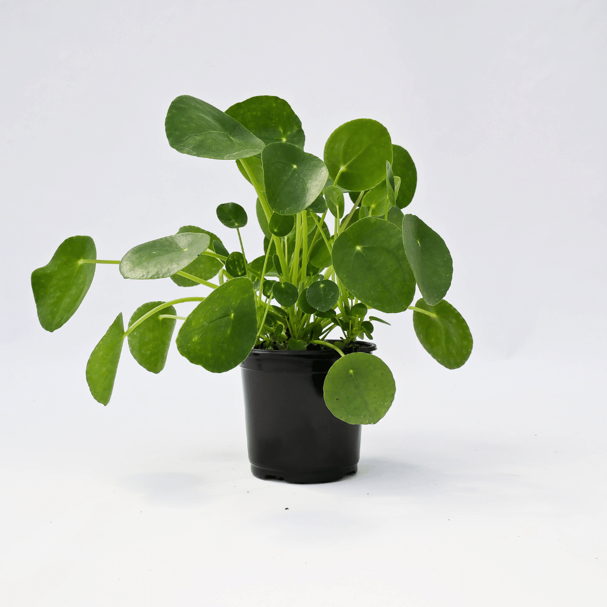 PILEA – Image 2
