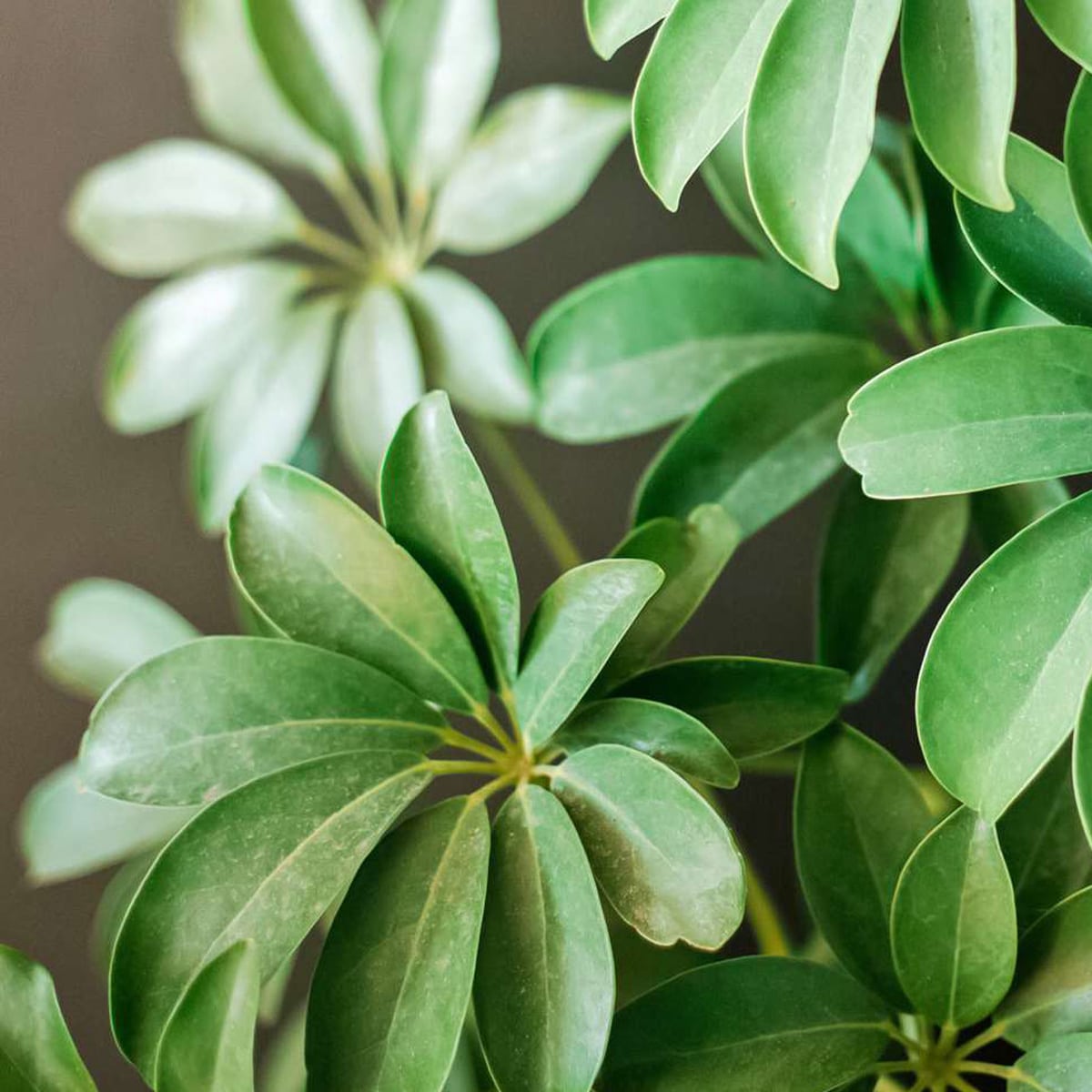 HEPTAPLEURUM – Image 3