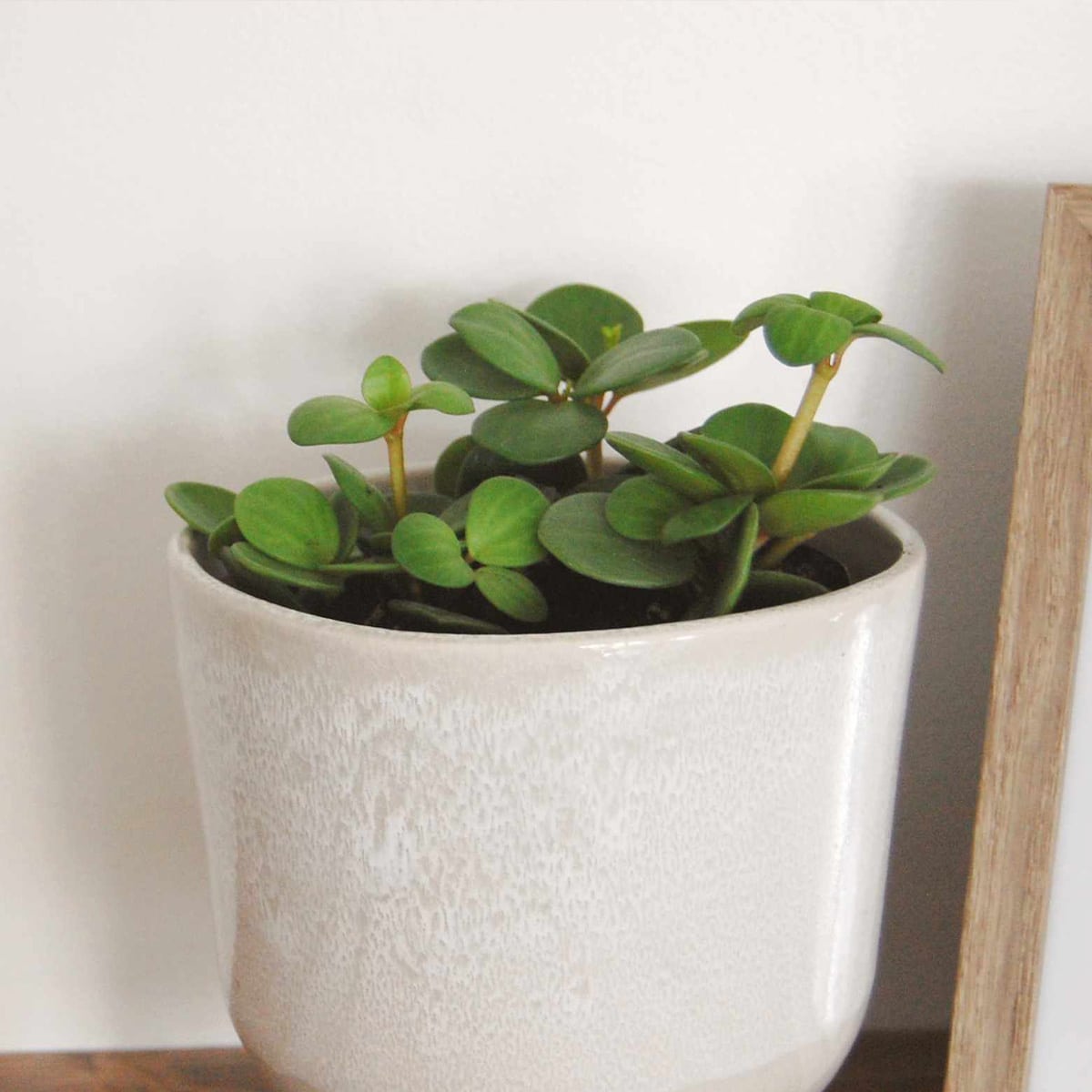 PEPEROMIA – Image 4