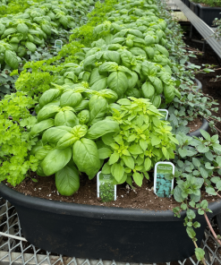 BALCONNIÈRE DE FINES HERBES 16PO