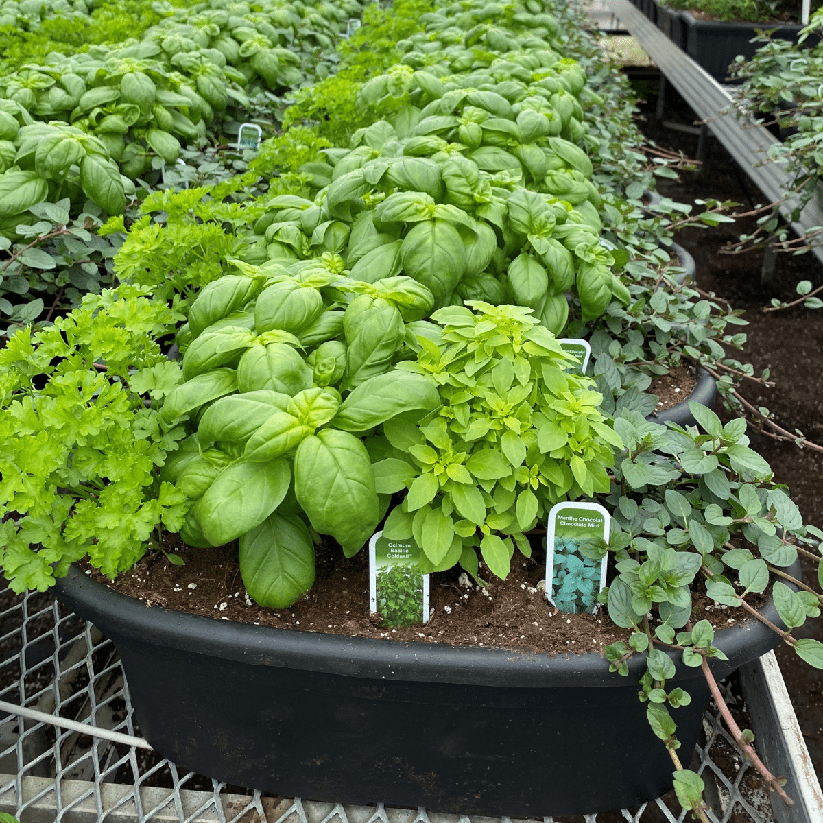 BALCONNIÈRE DE FINES HERBES 16PO
