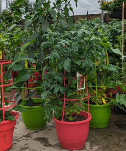 LEGUMES EN CAGE 12PO