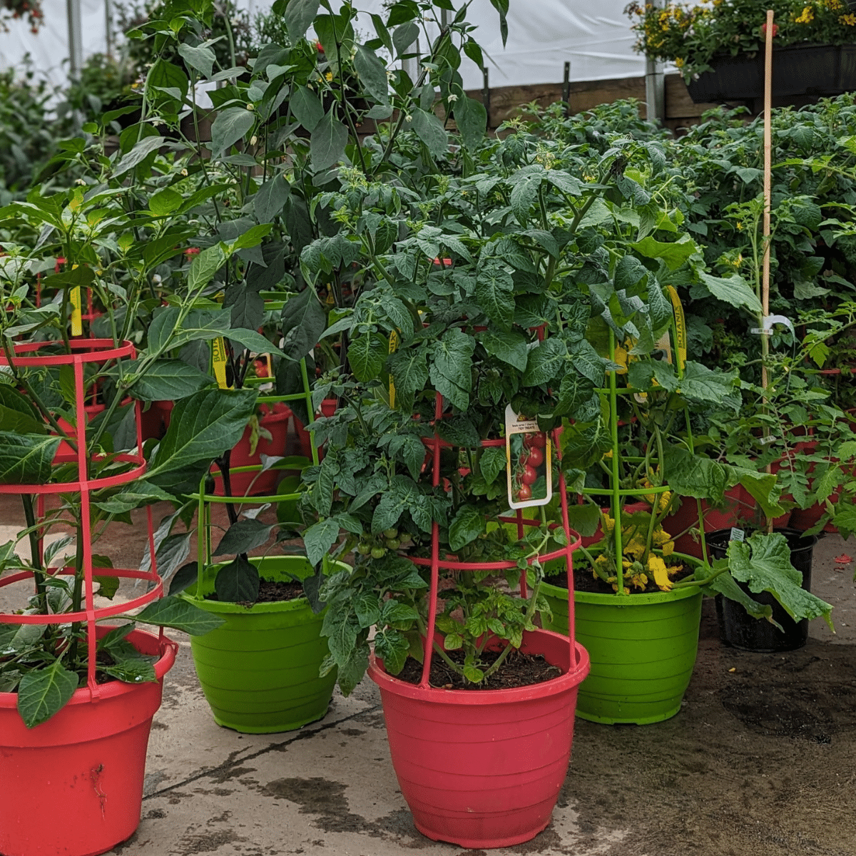 LEGUMES EN CAGE 12PO