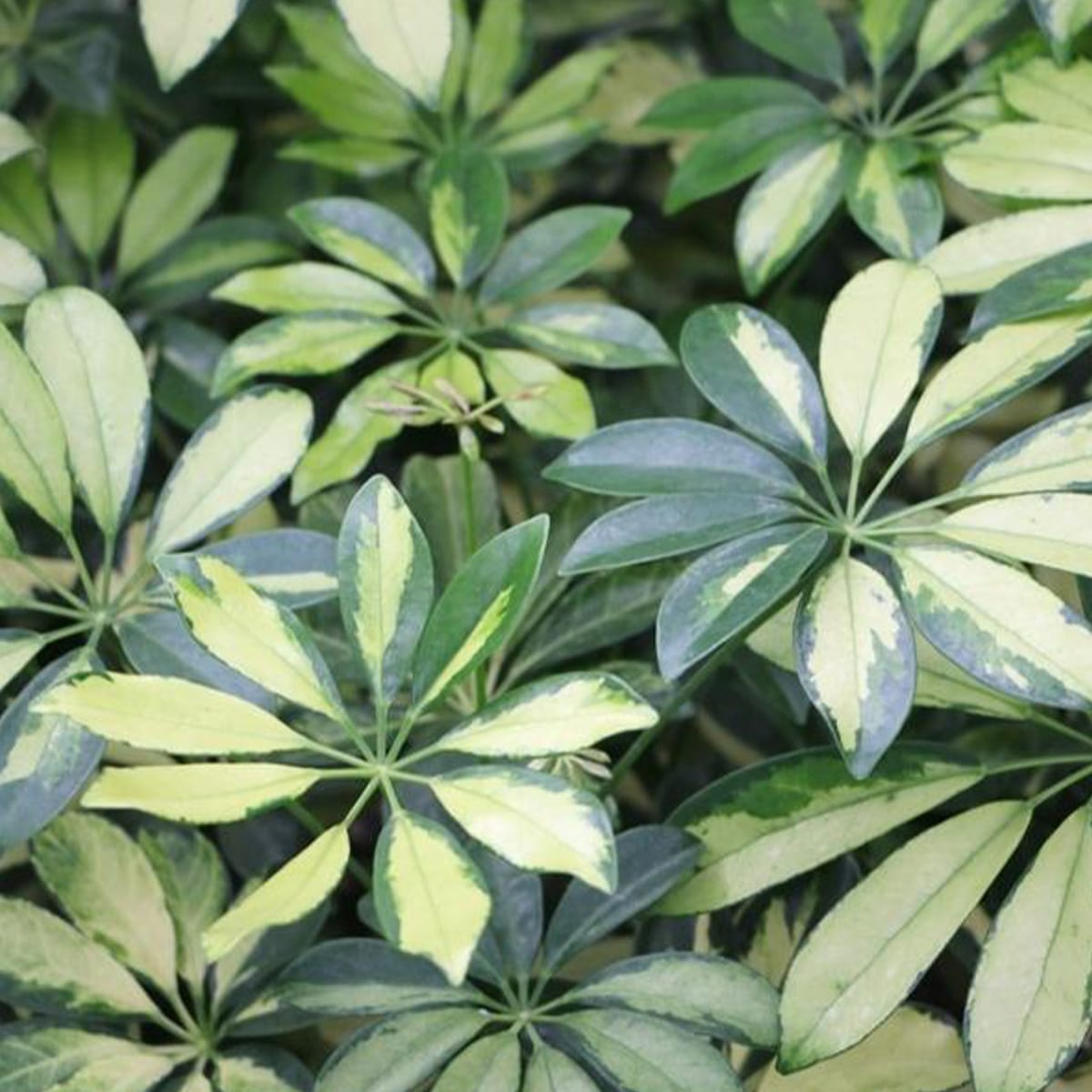 HEPTAPLEURUM – Image 8