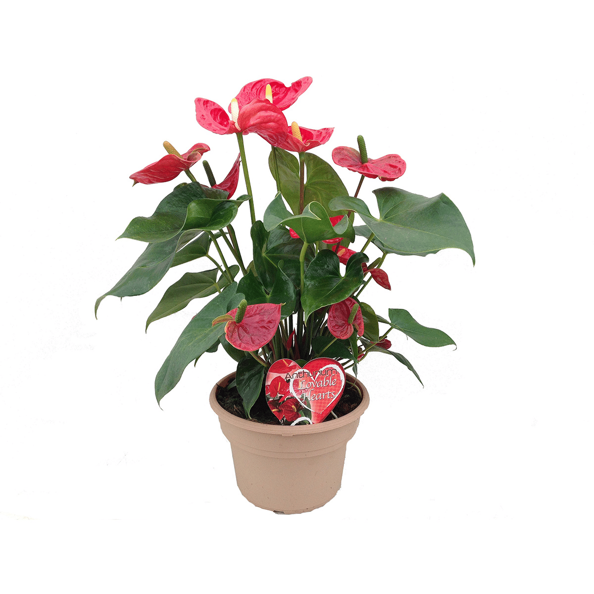 ANTHURIUM – Image 2