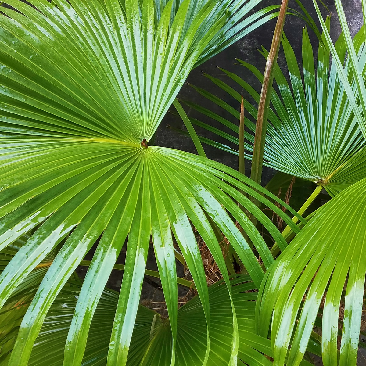 LIVISTONA – Image 3