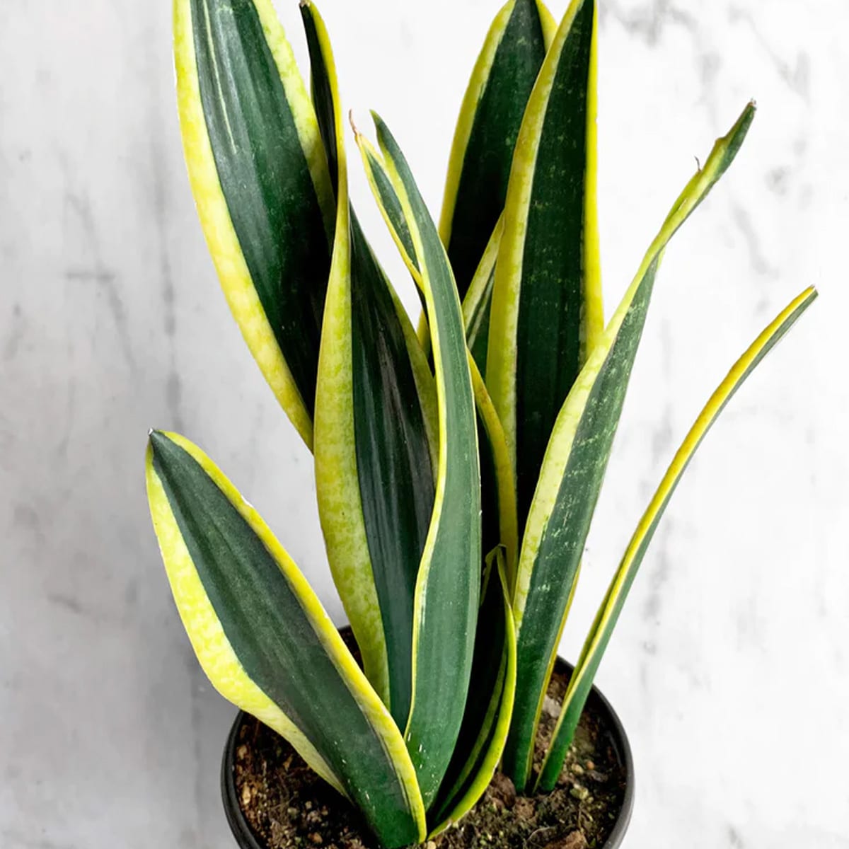 SANSEVIERIA – Image 7