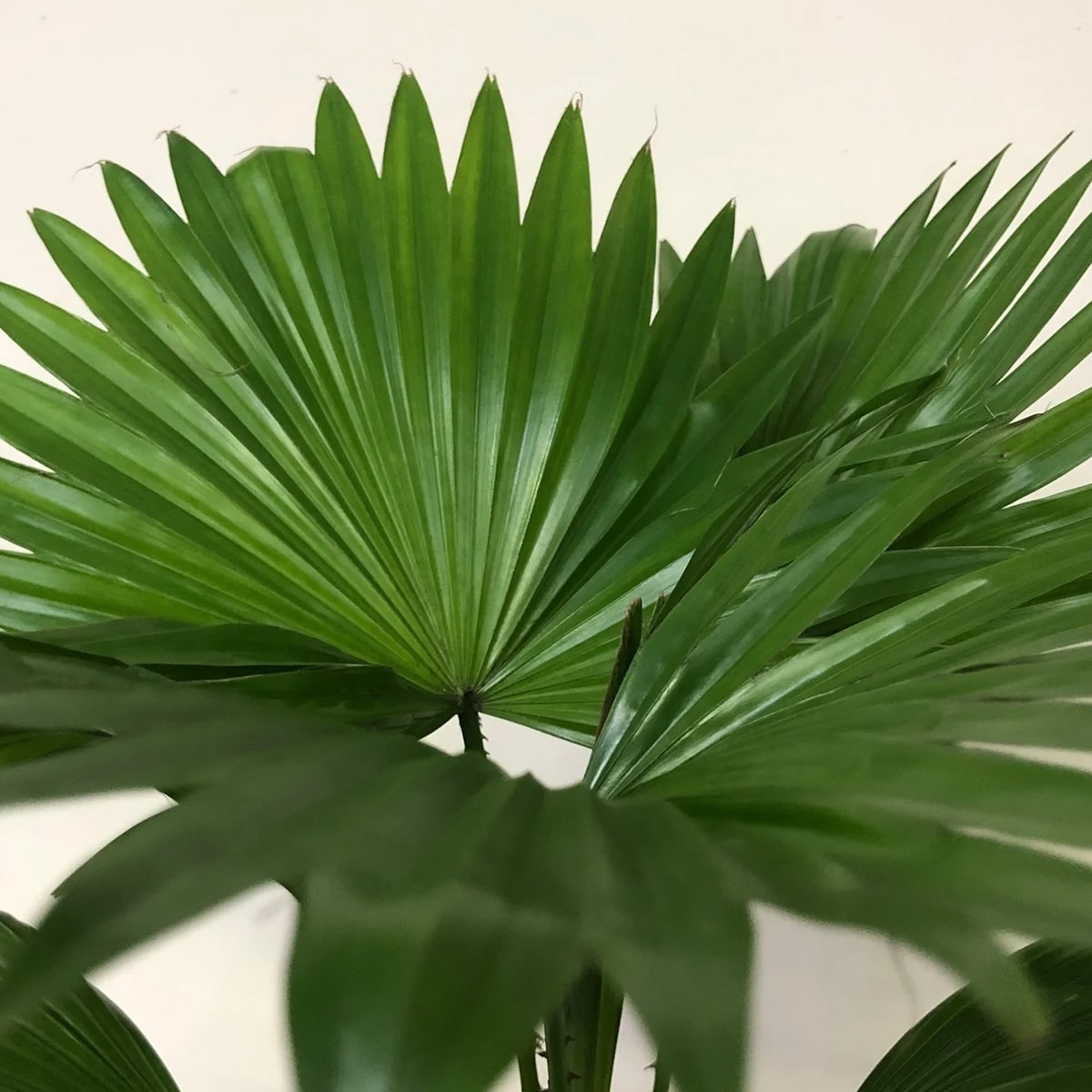 LIVISTONA – Image 2