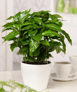 COFFEA ARABICA (CAFEIER) 4PO