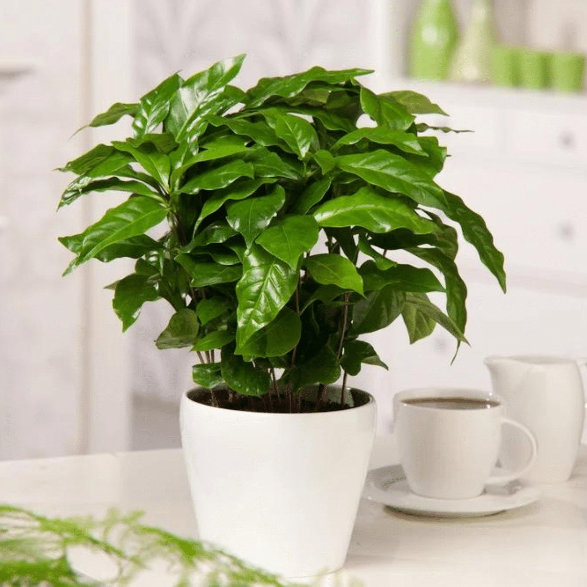 COFFEA ARABICA (CAFEIER) 4PO