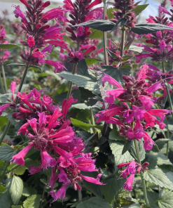AGASTACHE ‘MORELLO’ 1G