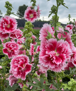 ALCEA ‘FIESTA TIME’ 2G