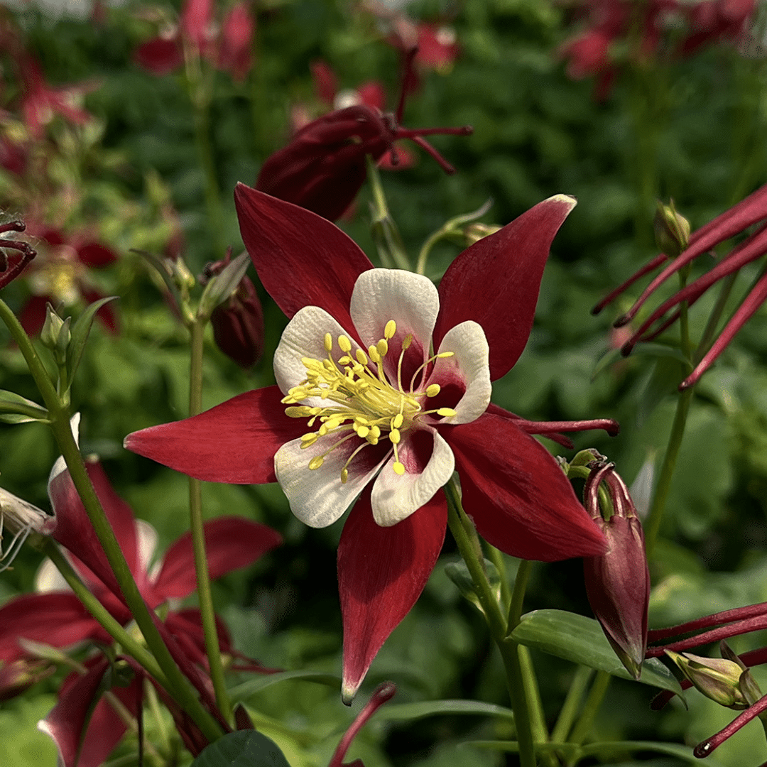 AQUILEGIA KIRIGAMI ‘RED AND WHITE’ 1G