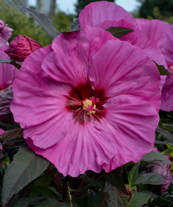 HIBISCUS SUMMERIFIC BERRY AWESOME 2G