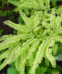 ADIANTUM PEDATUM 1G