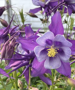AQUILEGIA EARLYBIRD ‘PURPLE BLUE’ 1G