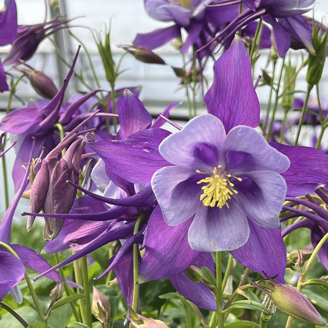 AQUILEGIA EARLYBIRD ‘PURPLE BLUE’ 1G