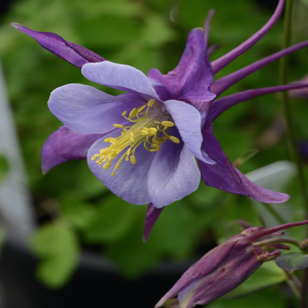 AQUILEGIA EARLYBIRD ‘PURPLE BLUE’ 1G – Image 2