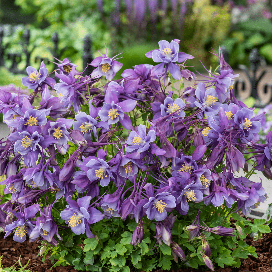 AQUILEGIA EARLYBIRD ‘PURPLE BLUE’ 1G – Image 3