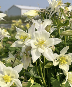 AQUILEGIA EARLYBIRD ‘WHITE’ 1G