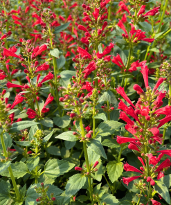 AGASTACHE ‘KUDOS RED’ 1G