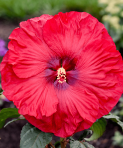 HIBISCUS SUMMERIFIC VALENTINE’S CRUSH 2G