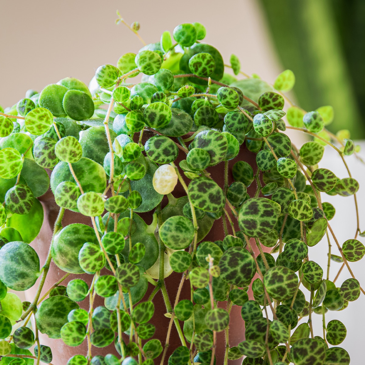 PEPEROMIA – Image 5