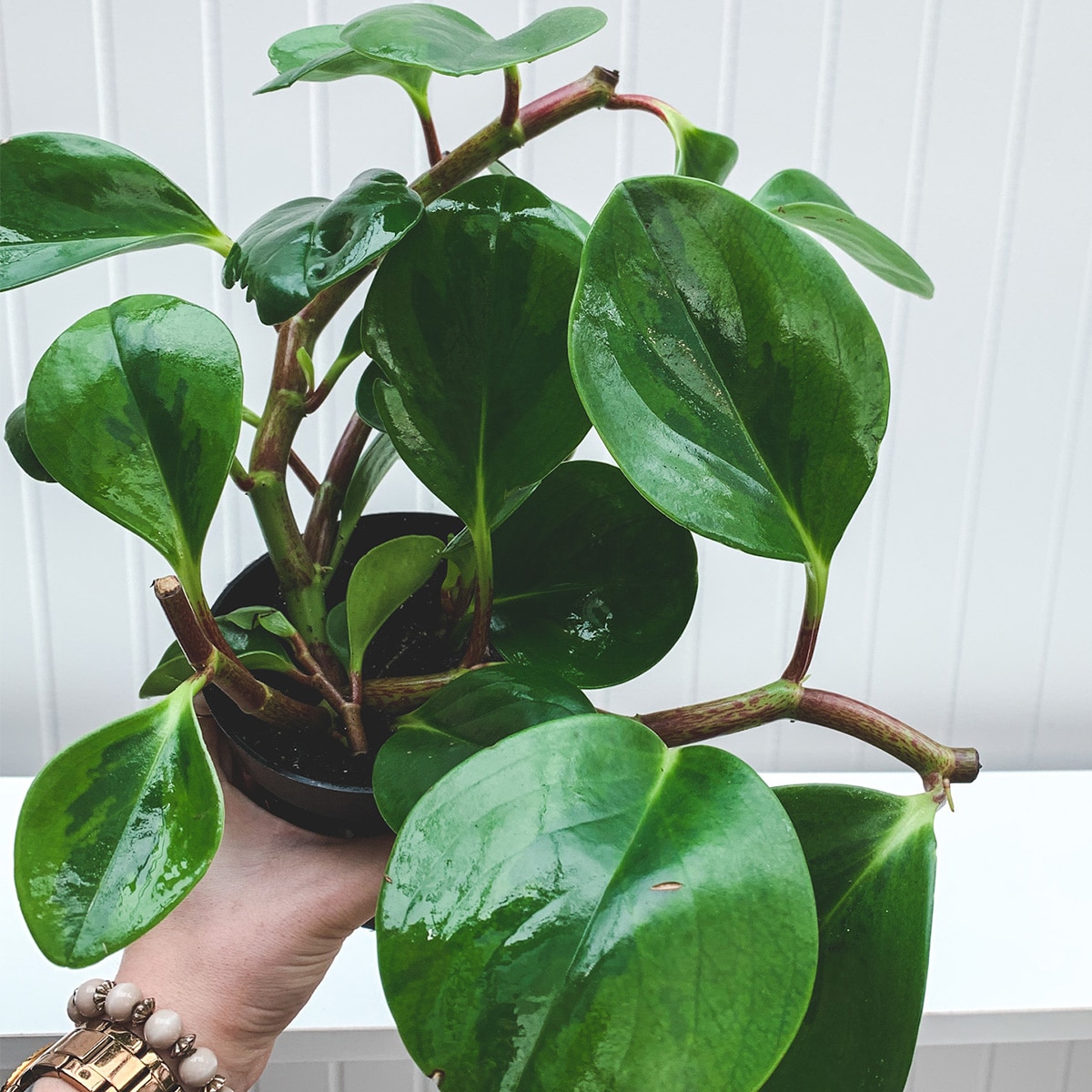 PEPEROMIA – Image 6