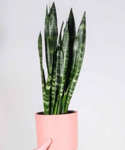 SANSEVIERIA TRIFASCIATA 6.75PO