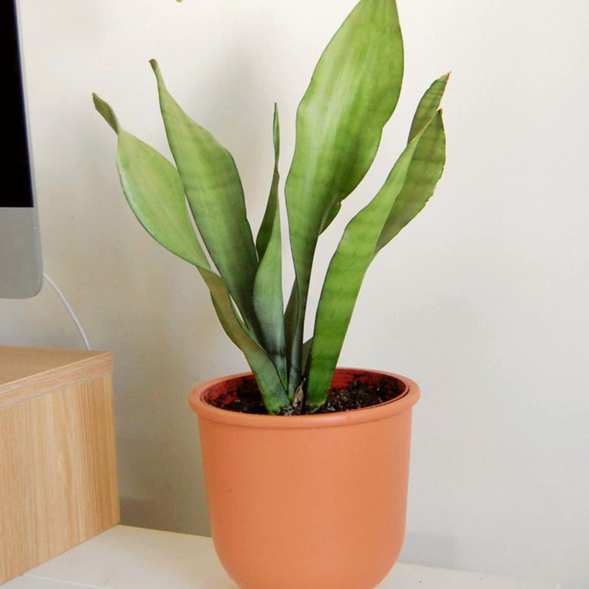 SANSEVIERIA – Image 3